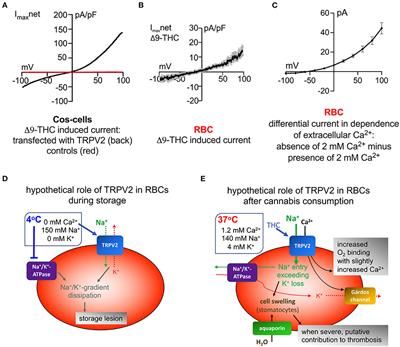 The Transient Receptor Potential Vanilloid Type 2 (TRPV2) Channel–A New Druggable Ca2+ Pathway in Red Cells, Implications for Red Cell Ion Homeostasis